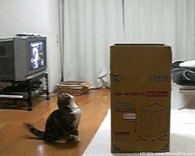 A cat jumping into a box