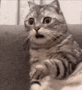 A rather concerned cat gif.